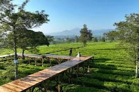Kebun Teh Lereng Indah